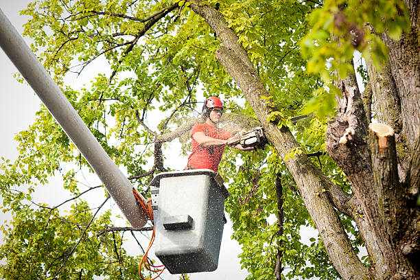 How Our Tree Care Process Works  in  Highlands, NC